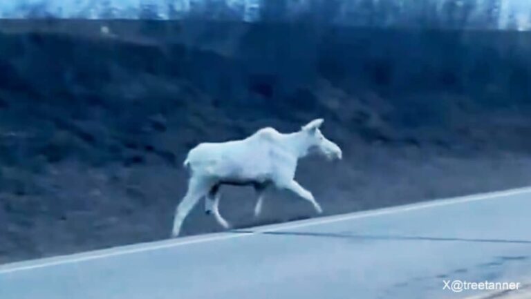 カナダで珍しい白いヘラジカが高速道路を横切る瞬間が目撃される