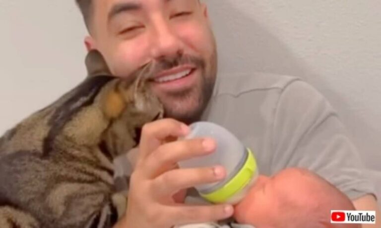 生後1か月おめでとう！イクメンパパと猫たちの、赤ちゃんのいる生活はこんな感じ