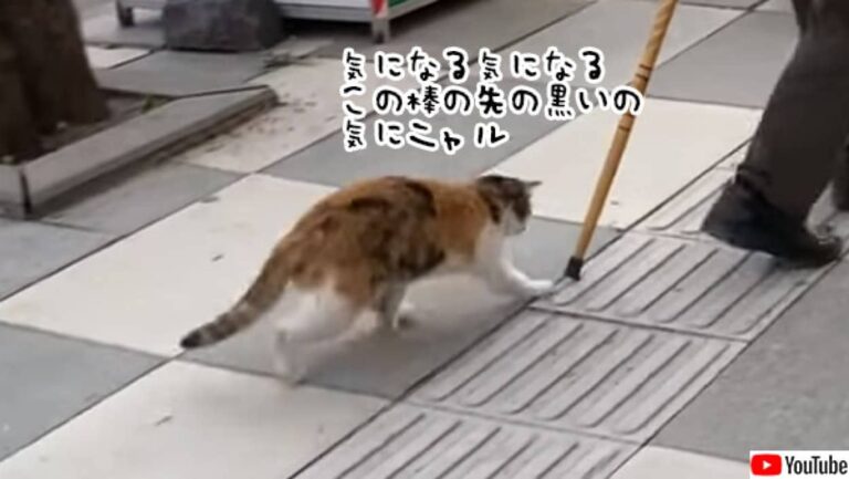 おじいさんの杖で猫が釣れるわけな…それが釣れるんだな、トルコならね