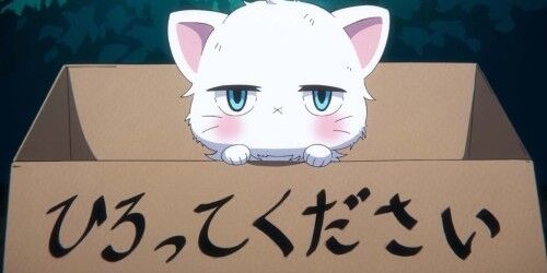 【は？】敷地に捨て猫を放置されたので「猫は保健所に連れて行きました」と貼って置く→それを見た捨て主の行動がヤバすぎる