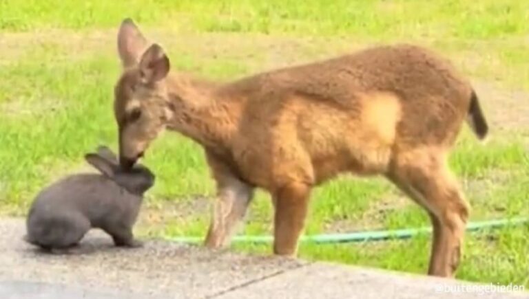 こんな動画だけ見ていたい。鹿とウサギが仲良く触れ合うリアルディズニーの世界