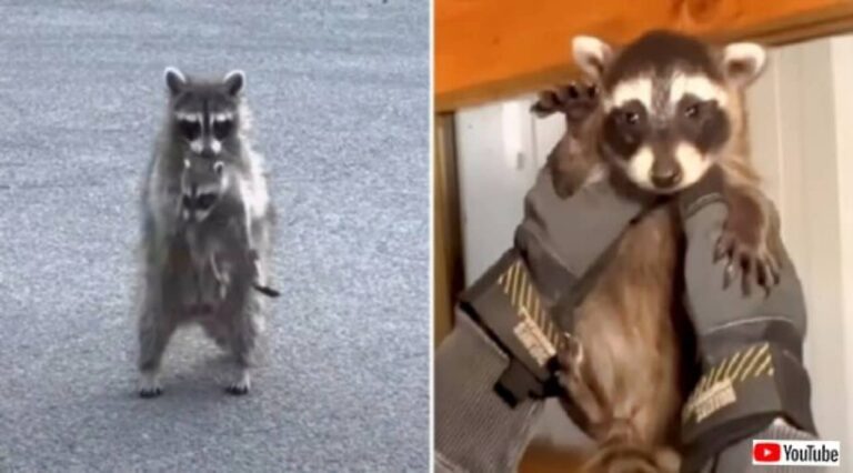 「子供たちを迎えに来てね！」ガレージの中に潜むアライグマのお母さん、ニンゲンに保護された子供を連れて別の場所にお引っ越し