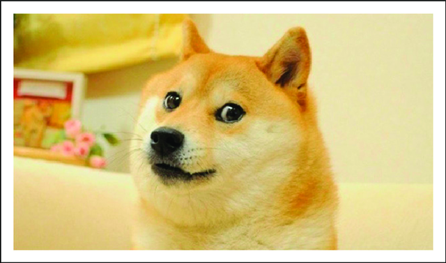 仮想通貨のDOGEコインやネットミームで世界一有名な柴犬かぼすちゃんが亡くなる　世界中から悲しみの声
