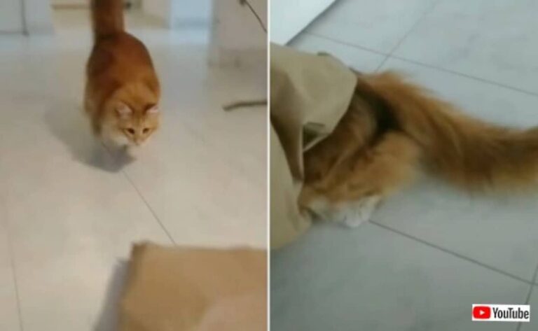 そこに袋があったからニャ！無心に一心に紙袋にダイブし続ける猫たちの映像をお楽しみください