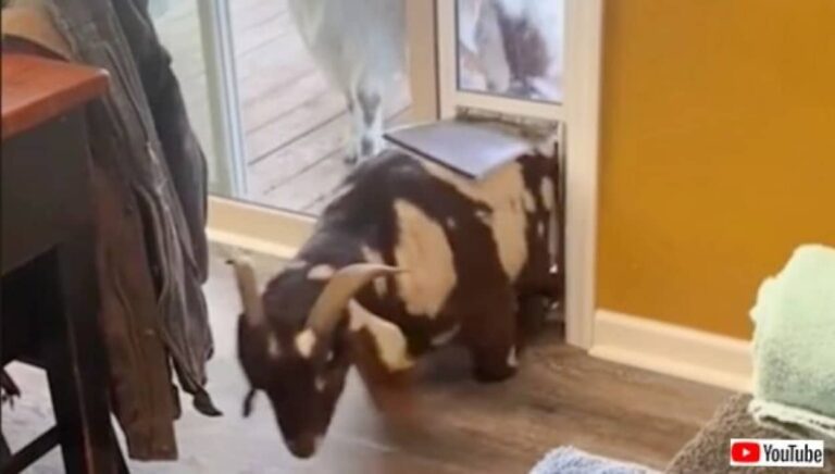 ちょっ、おま！どうしてそうなるんだよ！山羊氏、犬用のペットドアをくぐって室内に不法侵入する