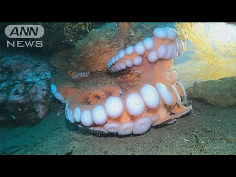 【速報】“世界一大きいタコ”撮影に成功→サムネが歯茎にしか見えないと話題にwww
