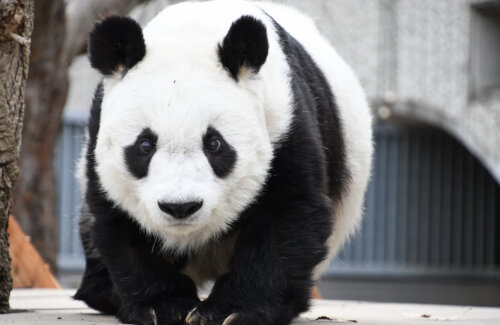 竹田恒泰氏「パンダはただの熊。シロクマ連れて来て、ちょっと黒くすればパンダなのよ」