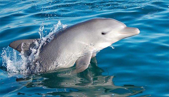 イルカ肉、あれだけ海外からバッシングされながらも意地になって獲り続けてるからよっぽど美味しいんだろうな→実際に食べた結果ｗｗｗｗ