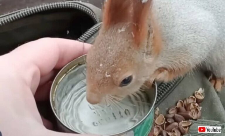 お水！まずはお水ちょーだい！リスが目指したのは、撮影者の持つお水だった