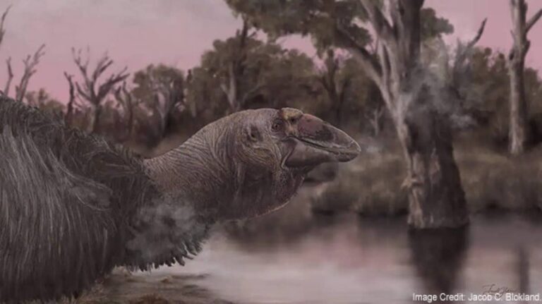 3万年前のオーストラリアに存在した巨大なサンダーバード、その完全な頭蓋骨の化石が発見される