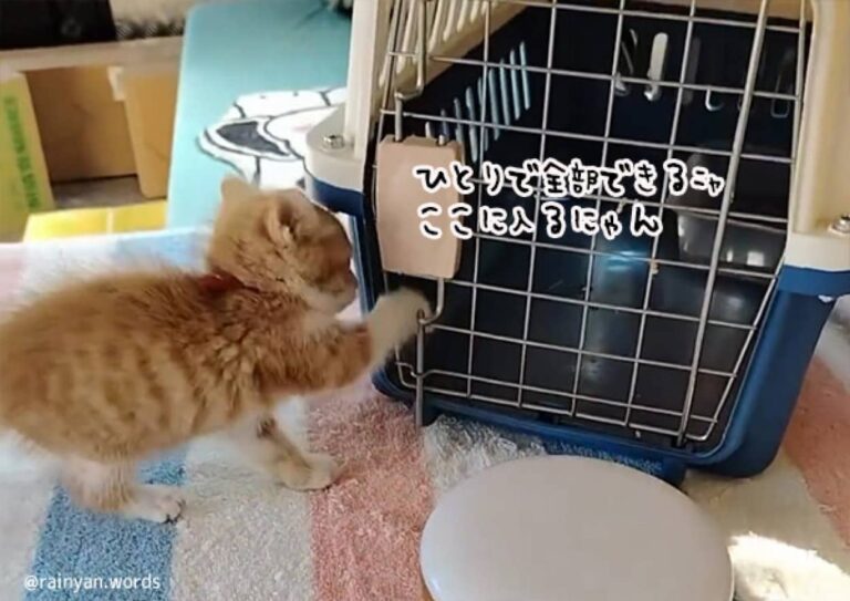 前世は犬？呼ぶと戻ってきて自らケージを開けて入る賢い子猫