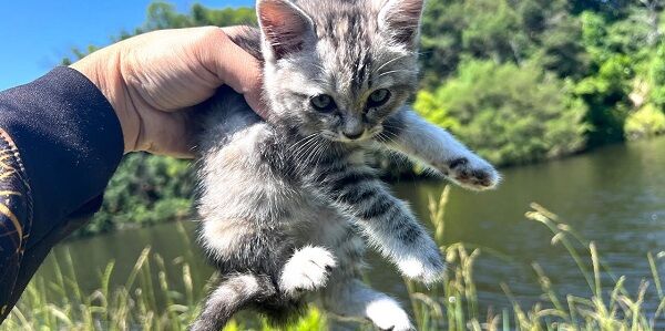 再生数が落ちてきていた釣り系YouTuberさん、突然迷子の子猫を拾う動画を公開する