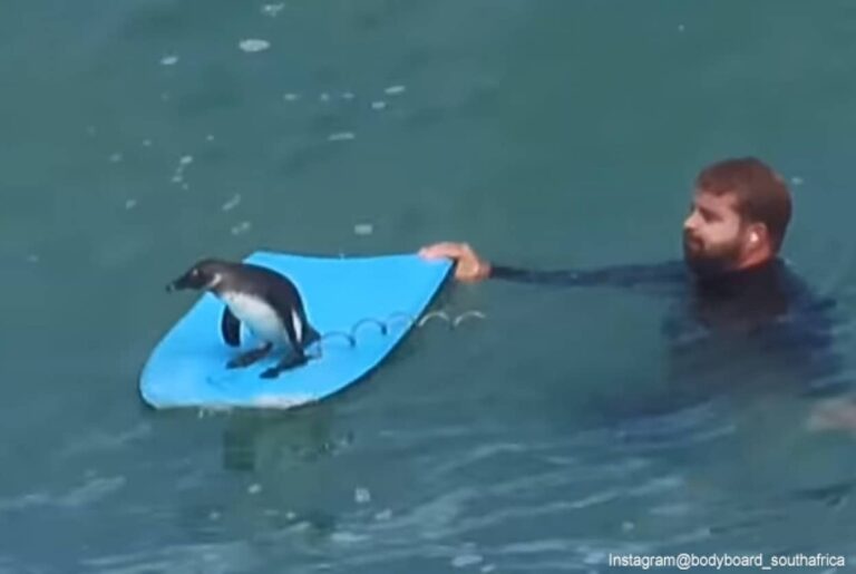 波乗りペンギンってやつ？人間のボディボードをヒッチハイクし、波を楽しむペンギン