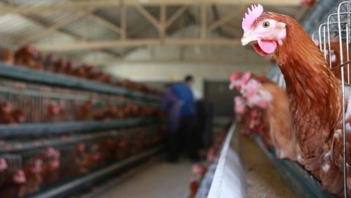 【ヤバい】鳥インフルエンザ「H5N2型」、人間への感染を世界で初確認・・・感染経路は不明