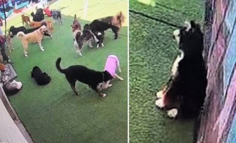 愛犬「ボク、どうしたらいいの？」初めてデイケアに預けられた犬、困惑して壁際に身を寄せる