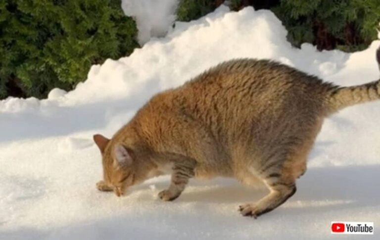 愛猫「雪なんかに負けるわけにはいかにゃいんだ！」初めて見る雪にも負けず、庭のパトロールを続ける