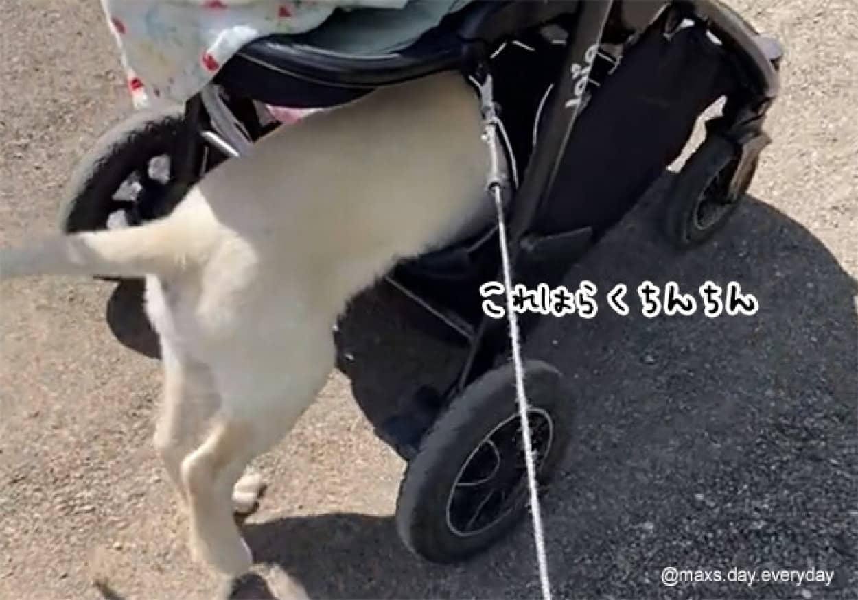 ゴールデンレトリバーの子犬、画期的な散歩方法をあみだしてしまう