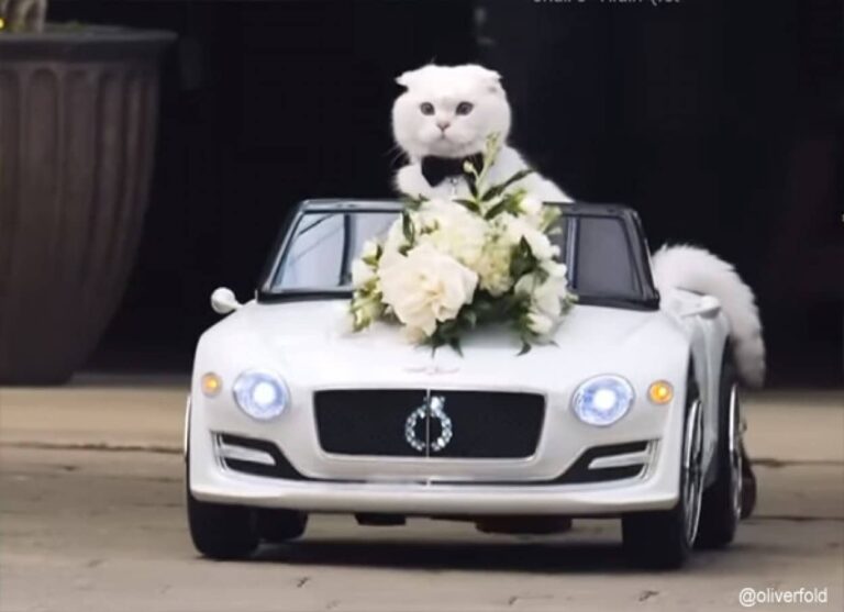 飼い主の結婚式に車に乗って颯爽と登場、リングベアラーを務めた猫