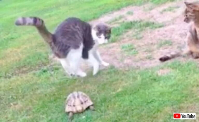 逃げる猫と後をついて行くリクガメ「にゃんでついて来るニャ！」な追いかけっこ