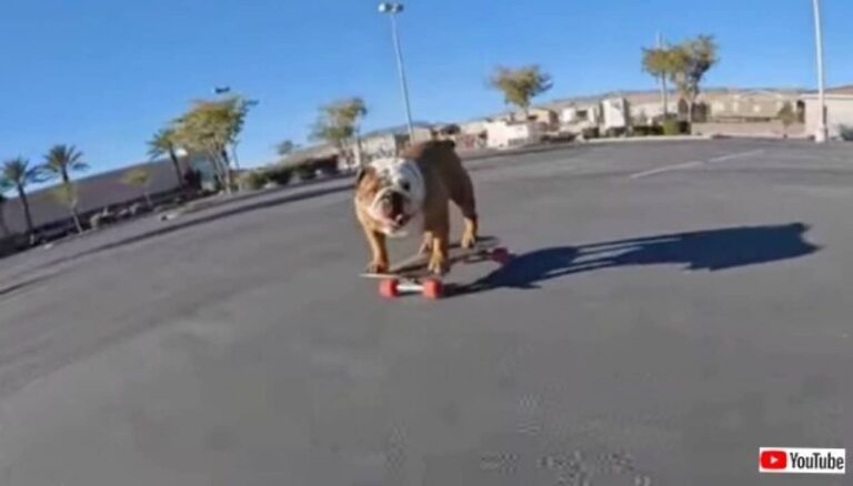 愛犬「もっともっと走りたい！」早朝の誰もいない駐車場で、スケートボードを満喫するブルドッグ
