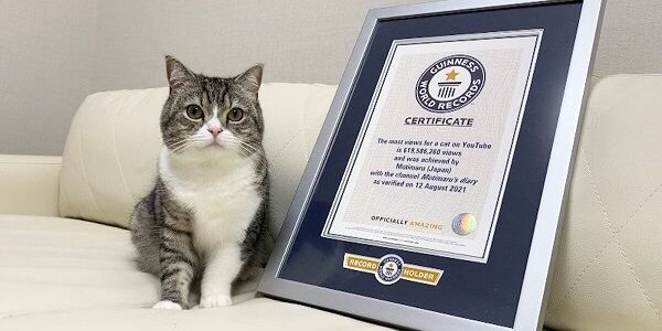 人気が低迷してる「もちまる日記」さん、突然新たに生後1ヶ月の捨て猫を2匹拾う