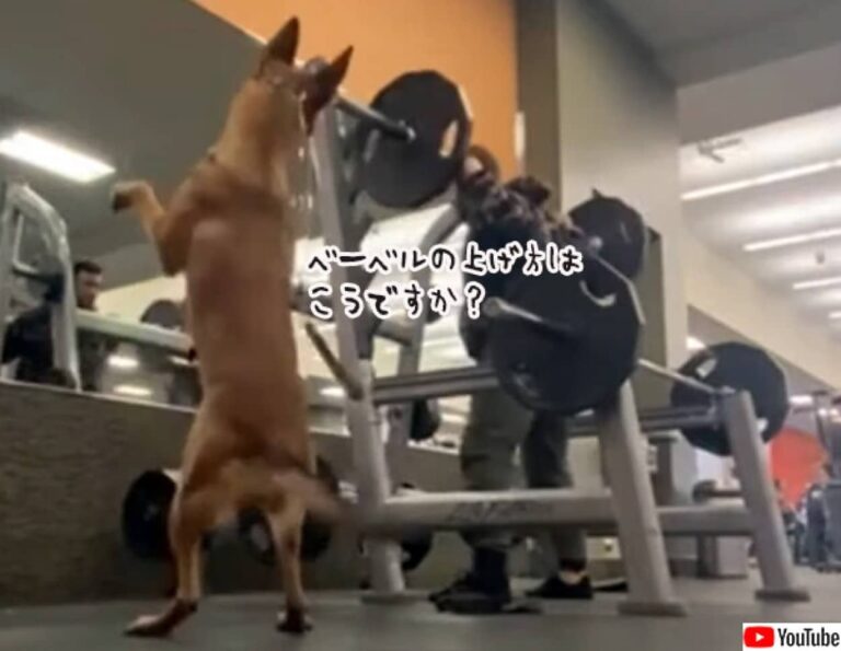 こうですか？ジムに来た犬、飼い主の動きを見よう見まねで自主トレを開始