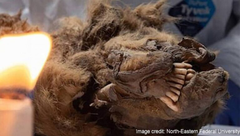 シベリアの永久凍土で発見された4万4000年前のオオカミの解剖が行われる