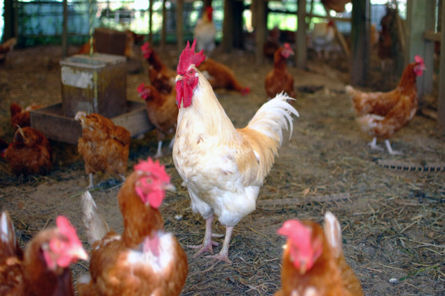 【ヤバイ】鳥インフルエンザ「H5N2型」ヒトへの感染が世界で初めて確認される WHO発表