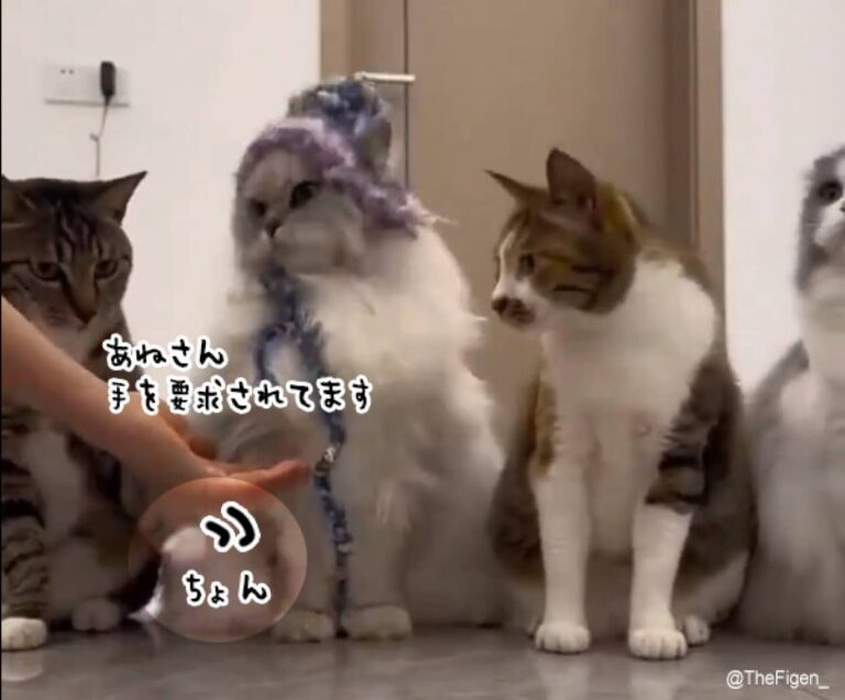 猫の握手会の様子。おすまし猫にさりげなく合図を出す隣の猫の様子をご覧ください