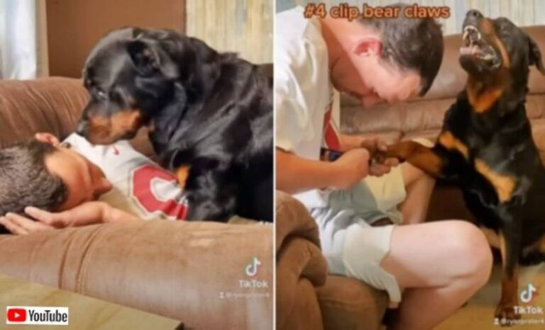 「イヤだけど我慢してあげるワン！」爪切りを拒否する犬をなだめるのに効果的な方法とは