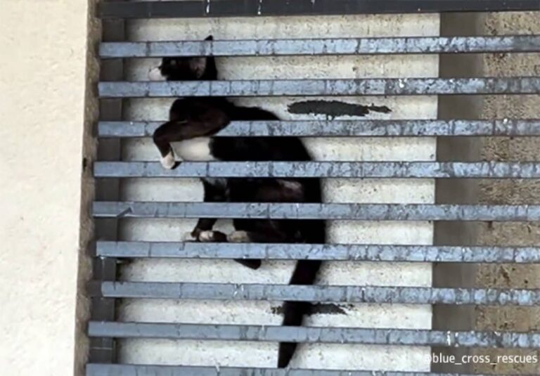 20階建のビルの格子に挟まっていた猫、12時間後に無事救出される