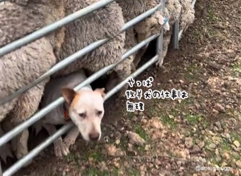 やっぱ牧羊犬の仕事は無理かも…仲間が颯爽と助けに来る