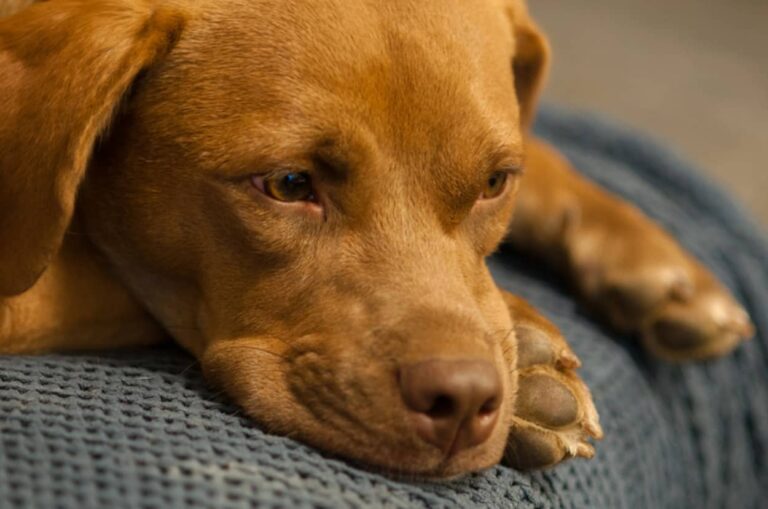 父親が亡くなり飼い犬が保護施設に。遠路はるばる駆け付け犬を引き取った息子