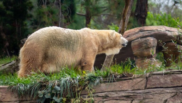 ホッキョクグマとハイイログマの交雑種、現時点では少ないがホッキョクグマが消滅する可能性