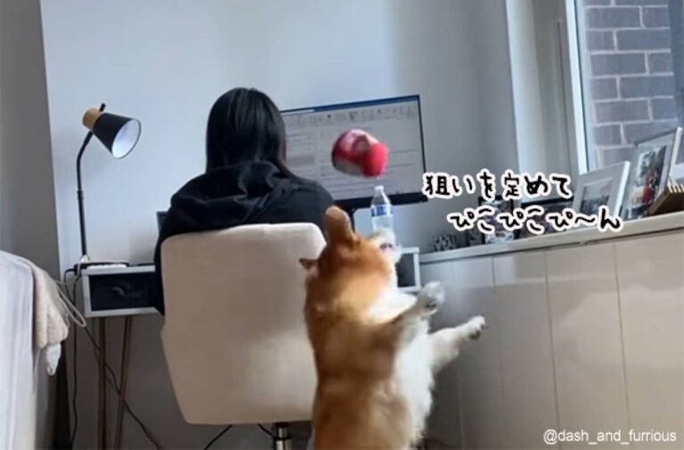 コントロールよすぎ！コーギーが背後からぬいぐるみを投げ飼い主の仕事の邪魔をする