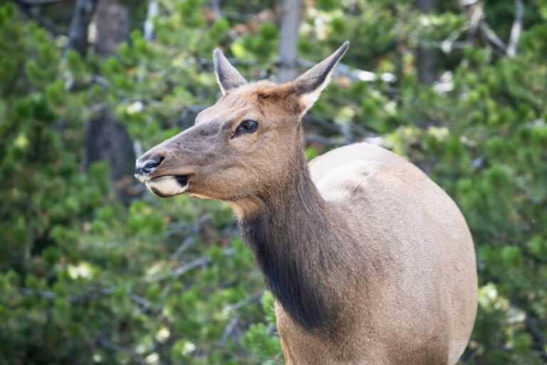 前例のない襲撃、エルク（アメリカアカシカ）がコロラド州で8日間で3回も人を襲う