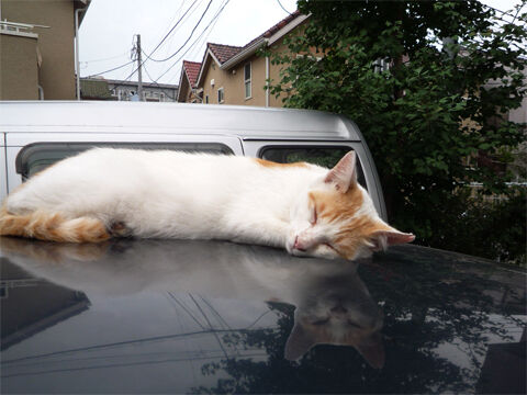 最近、心霊番組が少なくね？もっと放送するべき