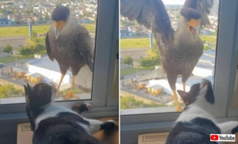 窓辺にやって来るカンムリカラカラ「アンタじゃなくてご飯がほしいの！」と、猫を思い切り威嚇する