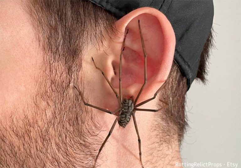 耳に本物の蜘蛛がぶら下がっているように見えるピアスが通販で人気