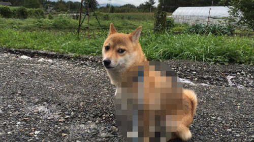 飼い主「犬の散歩に行きたいけど、リードを忘れちゃったんだよな・・・せや！」→とんでもない方法で解決してしまうｗｗｗｗｗ