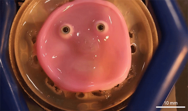 人間の細胞から作られた生きた皮膚をもつロボットの笑顔