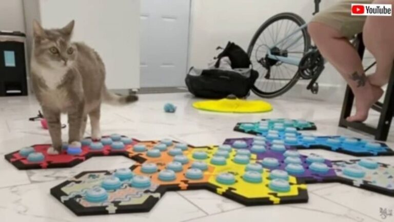 猫のビリさん「お外に行きたい！」でもご主人は今から仕事。「後でね」を完璧に理解した模様