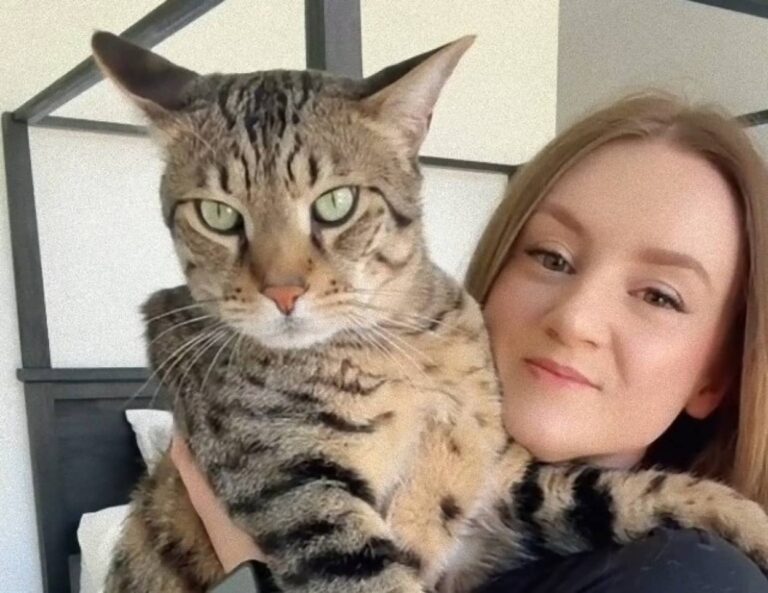 体重11kgだと？サバンナキャットの巨大みがすぎる