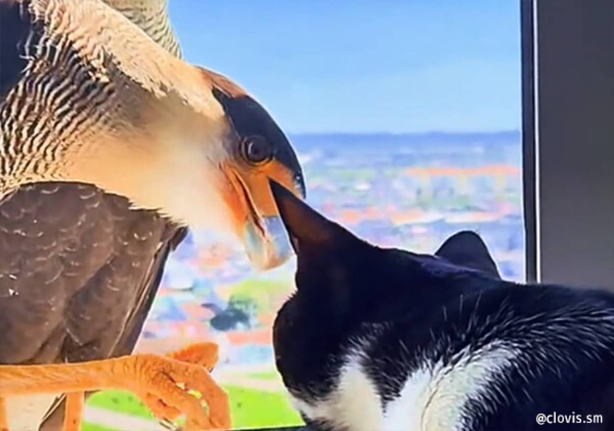 14階の窓越しで猫とハヤブサが交流！興味津々で顔を近づけたり足でつついたり