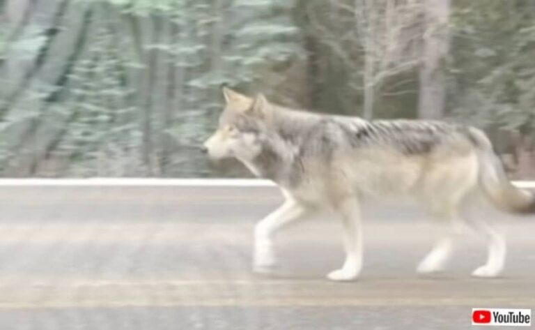 「あれ、狼じゃない？」ドライブ中にすれ違った野生の狼、車の横を淡々通り過ぎる