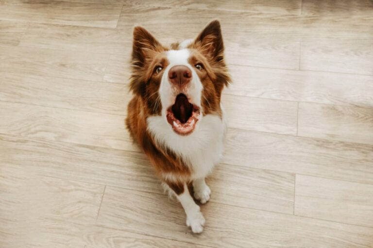 遊びたいの？怒ってるの？犬の吠えている鳴き声をAIでで解読する試み