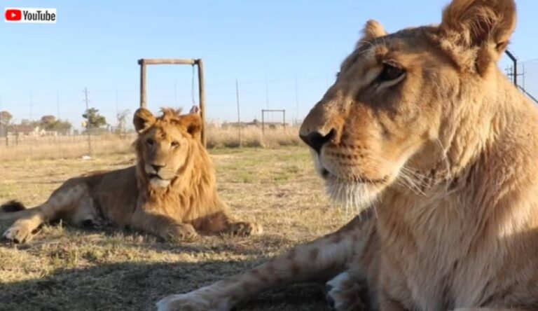 飼いきれないと捨てられた6頭のライオン、飛行機で保護区に空輸され第二のライオン生を歩むことに