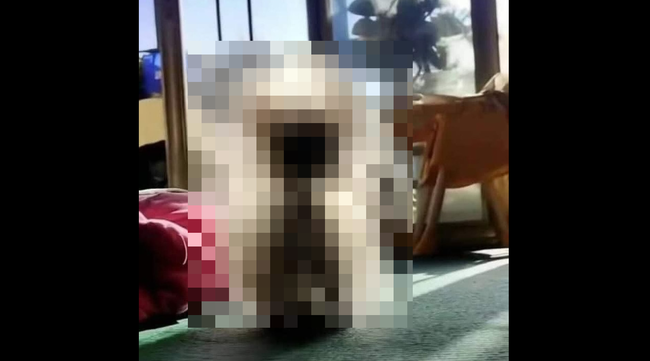 【動画】ポメラニアンは宇宙人だった！？衝撃の正体を暴かれてしまうｗｗｗｗｗｗ