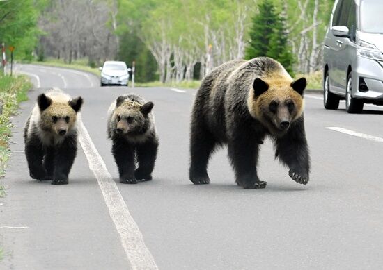 日当8500円で猟友会に見放された奈井江町、いつ人が死んでもおかしくない状況に・・・