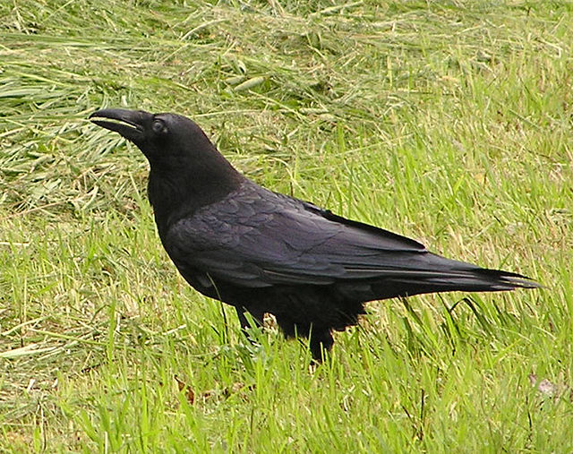 ｢カラスの死体はなぜ見つからないか｣という人類に残された謎